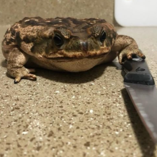 Don Froggos Image